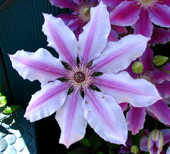 purple-and-white clematis photo