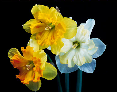 three daffodils photo