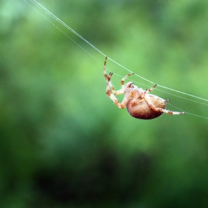 Web spider creepy macro photo