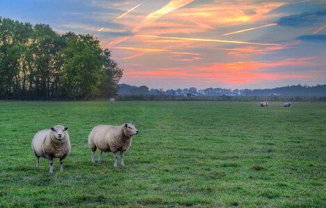 Sheep at sunset photo