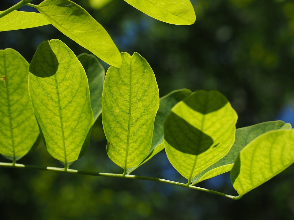Filigree leaf structures tree