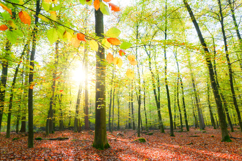 Sun is shining in the forest