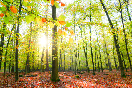 Sun is shining in the forest photo