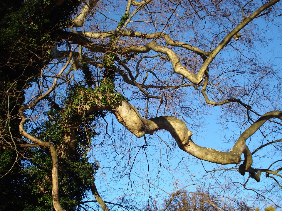Nature tortuous twisted