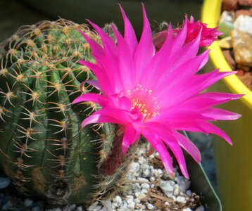 pink cactus flower photo