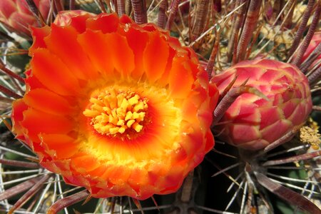 orange cactus flower photo