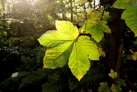 Big green leaf in the sun photo
