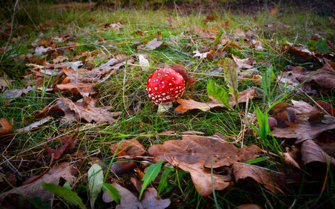 Toadstool red with white dots photo