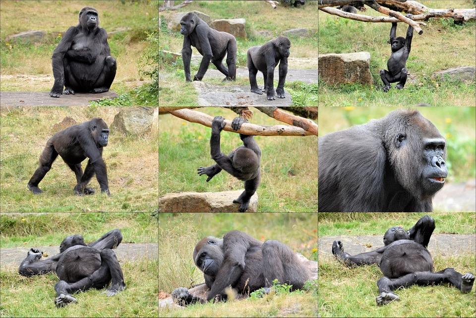 Collage primate animal