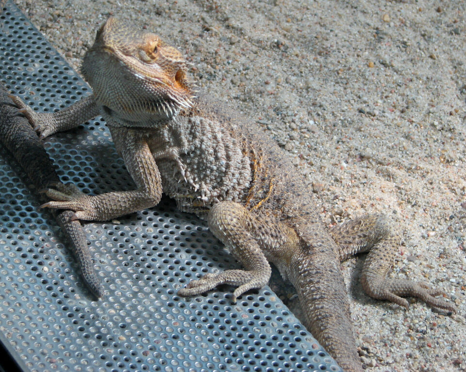 lizard