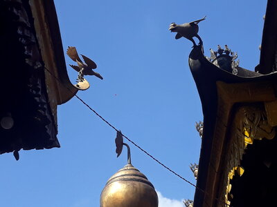 Bird in Historical place