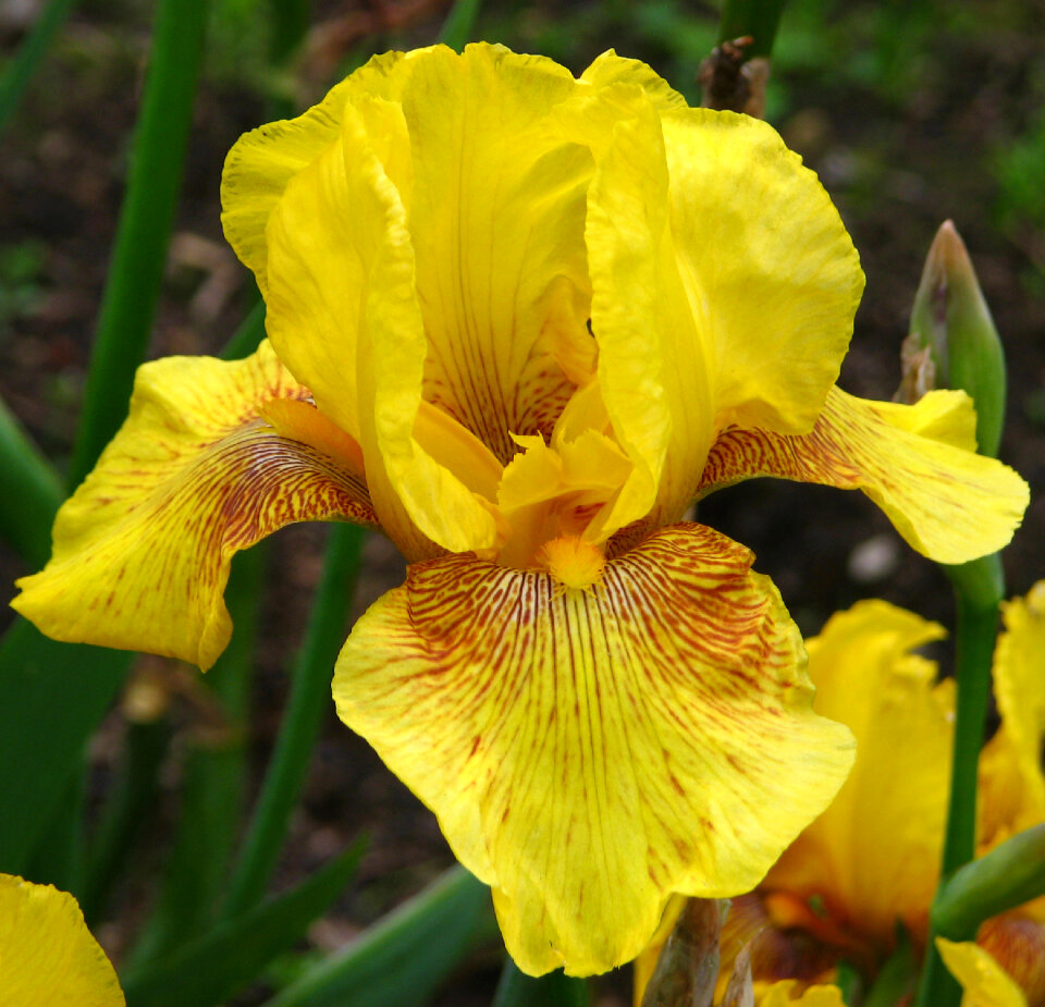 yellow bearded iris