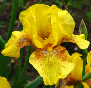 yellow bearded iris photo