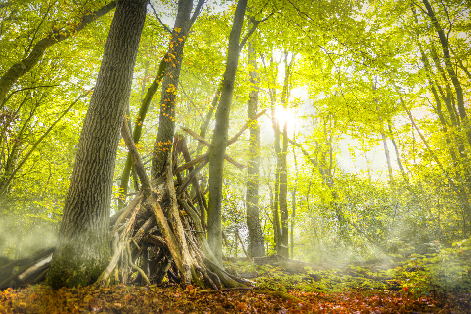 A hideout in the woods