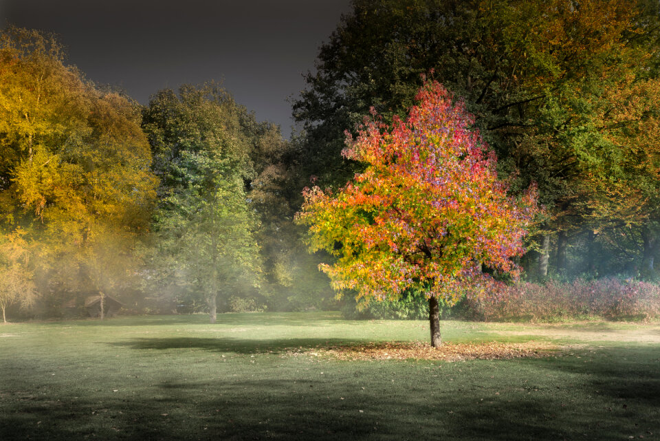 Autumn and mist photo