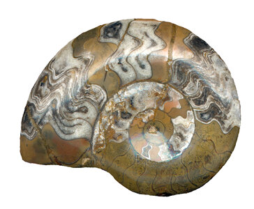 ammonite photo