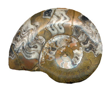 ammonite