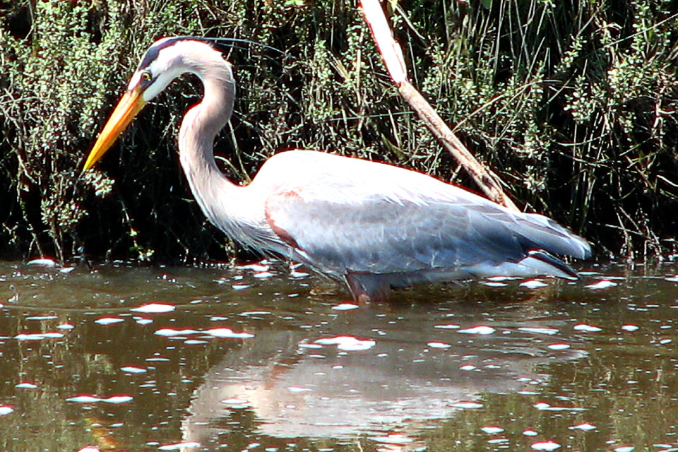 great blue heron wading