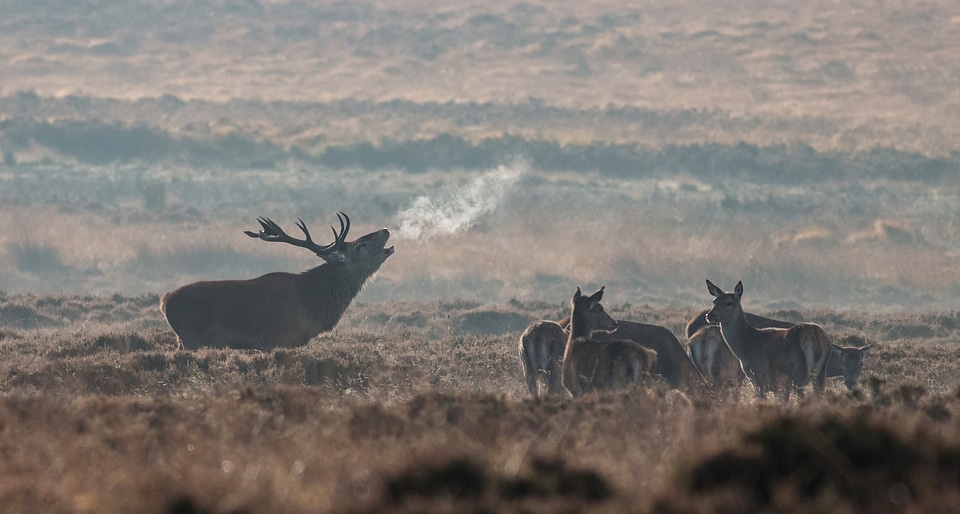 Deer nature wildlife photo