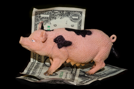Greedy pig photo