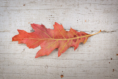 Isolated oak leaf photo
