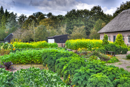 Growing vegetables