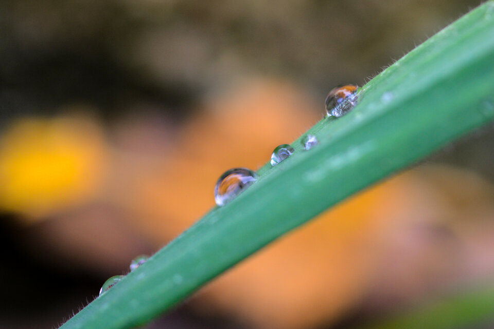 Raindrop on a leaf photo