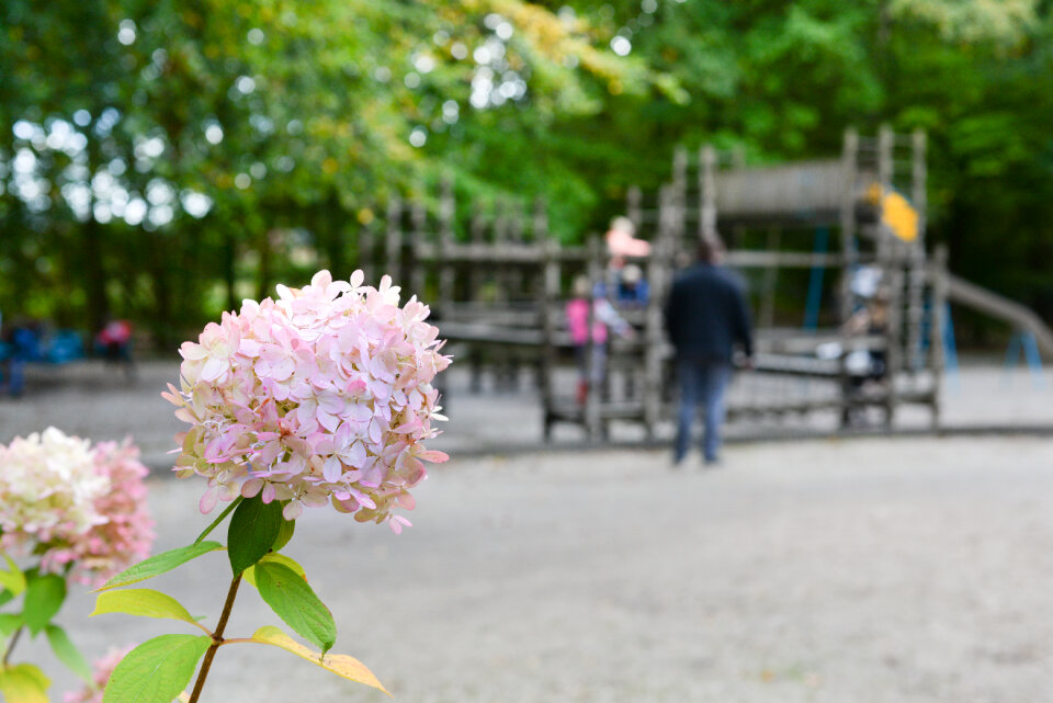 Hortensia at the playground