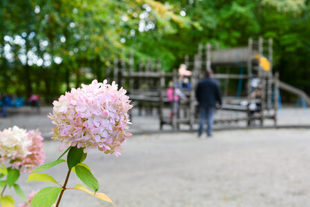 Hortensia at the playground