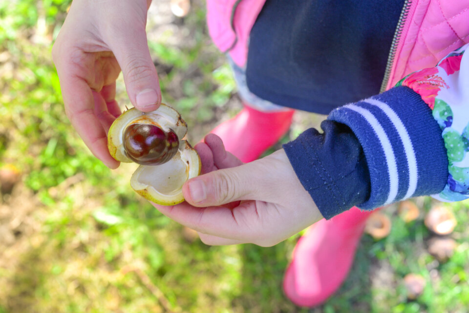 Little girl finding a chestnut