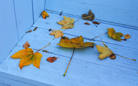 Autumn leafs on a blue bench photo