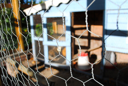 Chicken run