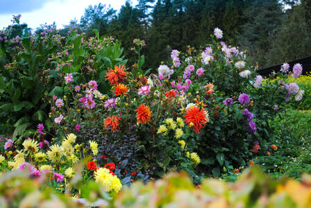 Flower garden