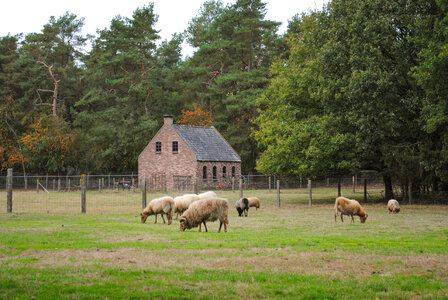 Dutch sheep