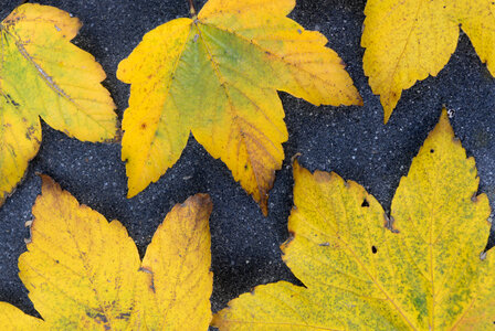 Yellow leaves photo