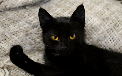 Black kitten photo