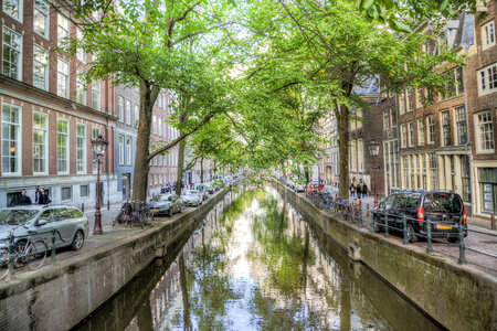 Trees at an Amsterdam canal photo