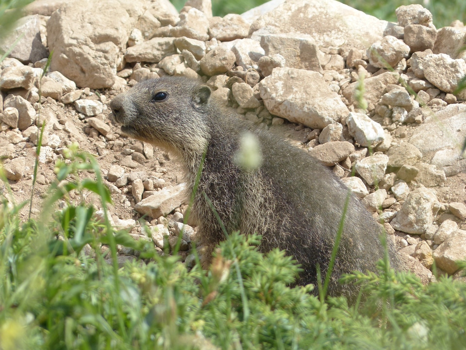 Marmot alpine rodent