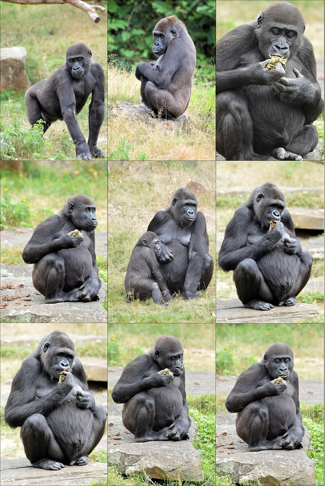 Primate collage animal