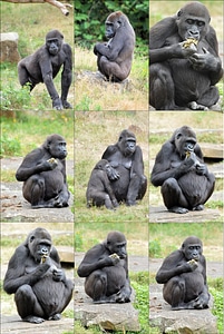 Primate collage animal photo