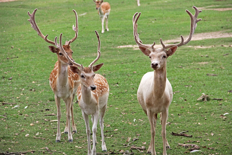 Nature field grazing