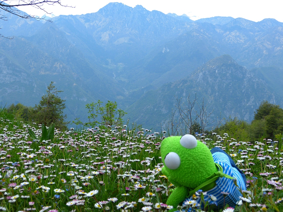 Mountains enjoy meadow