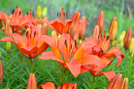 Red lilies photo