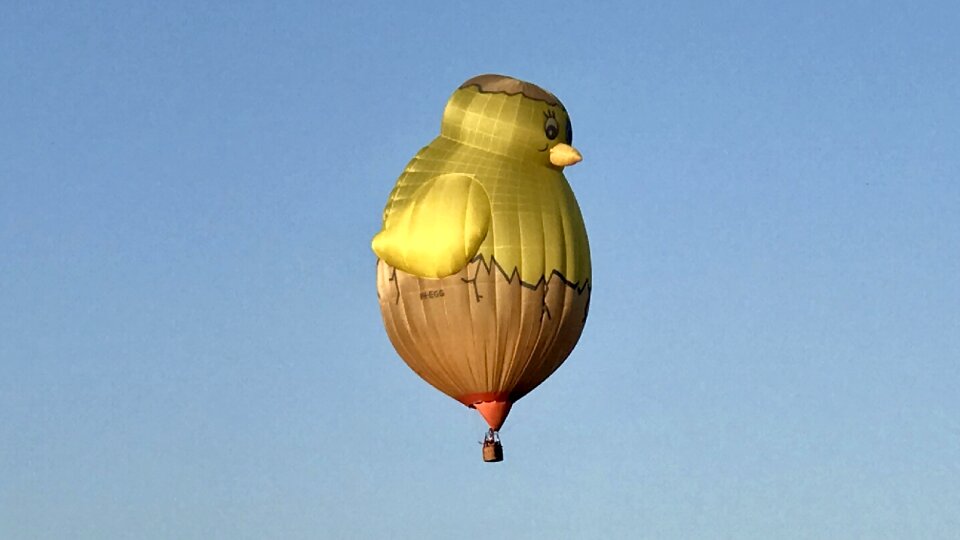 Chicken can fly in Groningen | The Netherlands 