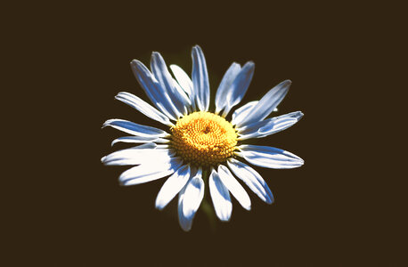 Isolated daisy photo