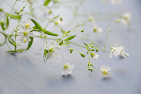 Small white flowers photo