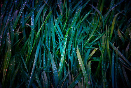 Dew on grass photo