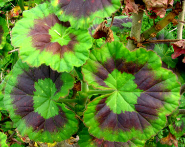 geranium leaves photo