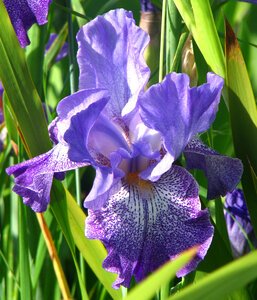 violet bearded iris with speckles photo