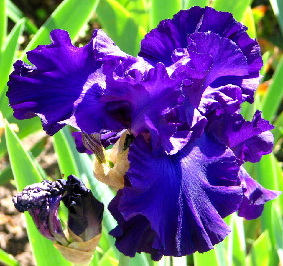 blue-violet bearded iris photo